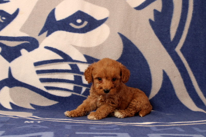 puppy, for, sale, Mini Goldendoodle F2B, Matthew B. Stoltzfus, dog, breeder, Gap, PA, dog-breeder, puppy-for-sale, forsale, nearby, find, puppyfind, locator, puppylocator, aca